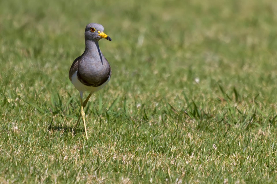 Grey-headed Lapwing (Vanellus cinereus)